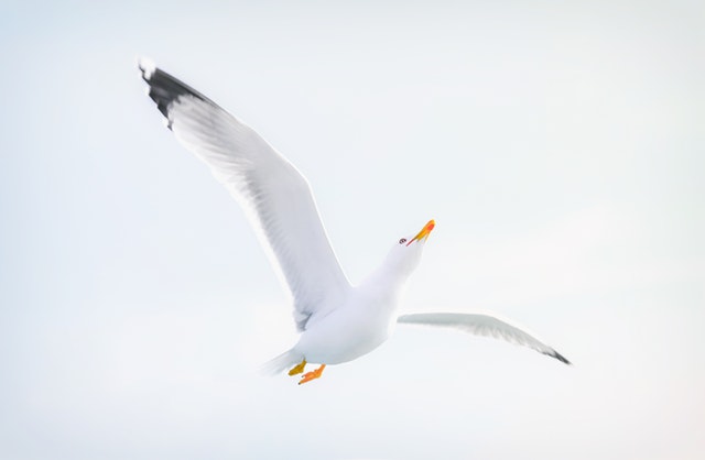 Biely vták s oranžovým zobákom letí vo vzduchu.jpg